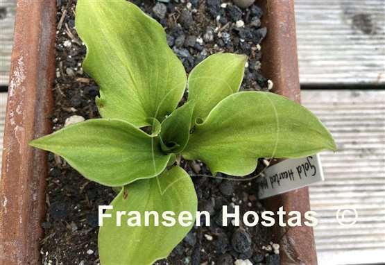 Hosta Gold Hearted Mouse